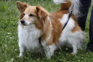 Corgi-Mix