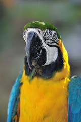 ルリコンゴウインコ