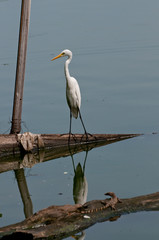 White egret watching the monitor lizard