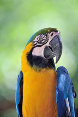 ルリコンゴウインコ