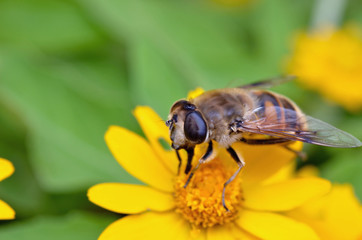 ミツバチの吸蜜