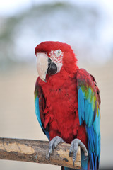 アカコンゴウインコ