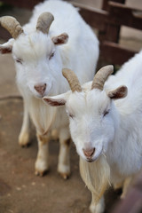 ヤギのポートレート