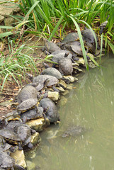 Large group of painted turtles (tortue de floride)