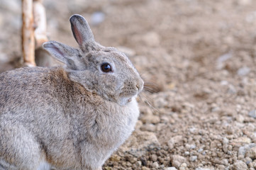 兎のポートレート
