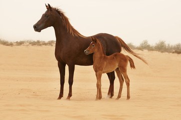 Arabian Mare and foal in desert