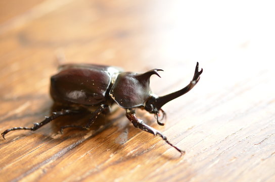 カブト虫