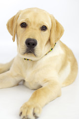 Beautiful puppy labrador dog