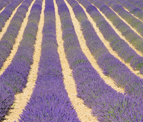 Naklejka na ściany i meble Lavendelfeld - lavender field 01
