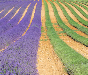 Lavendelfeld Ernte - lavender field harvest 03