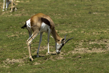 Antilope springbok