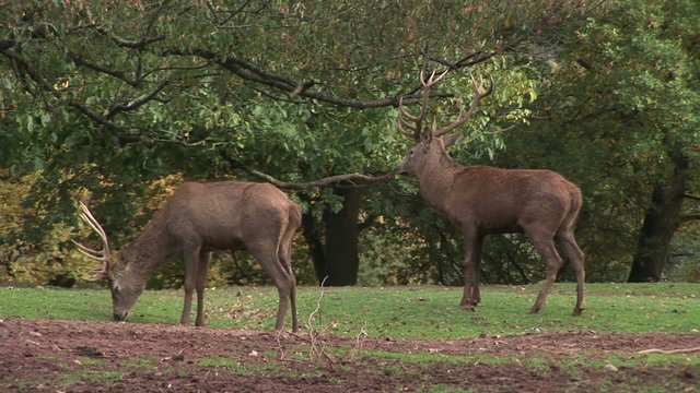 Two Male Red Deer in the Forest. Animal. Autumn