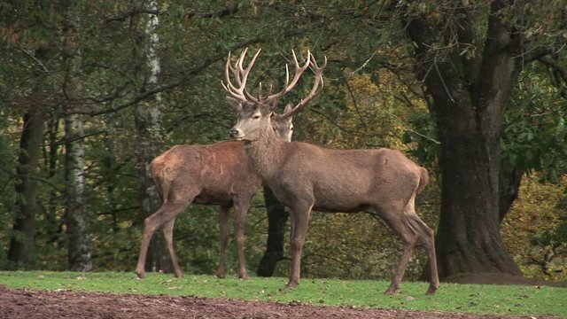 Two Male Red Deer in the Forest. Animal. Autumn