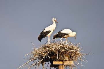 Storks in the nest