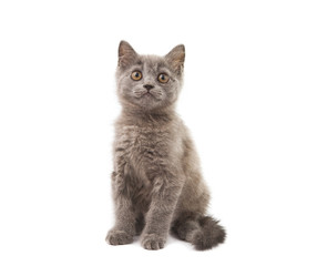 Obraz premium Grey kitten
