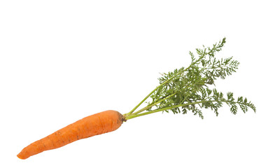 carrots with leaves isolated
