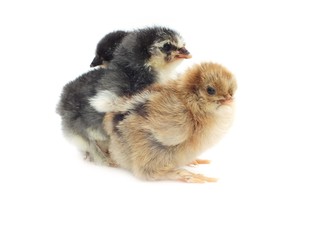 very young cute fluffy chick chicken © marina kuchenbecker