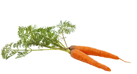 carrots with leaves isolated