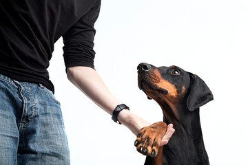 Dobermann gibt Pfötchen