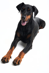 Ironisch schauender Dobermann