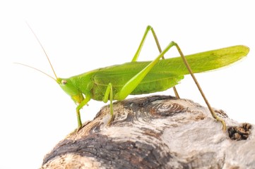 Grasshopper.