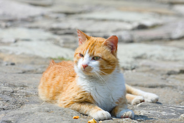 Naklejka premium Ginger cat