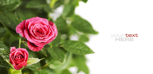 pink roses