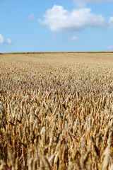 Wheatfield ready for harvest