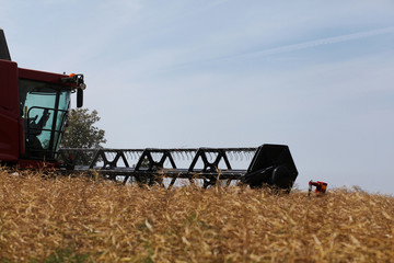 Fototapeta premium Farming with harvester