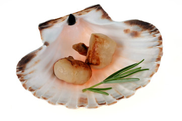 Coquilles saint-jacques cuites et romarin