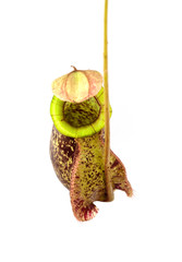 Nepenthes