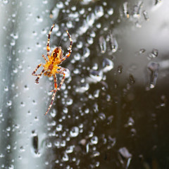 Spider