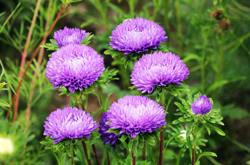 Астра фиолетовая