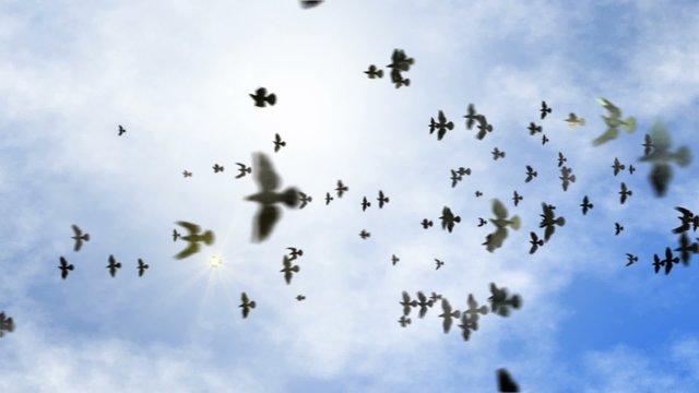 animated transition flying flock of pigeons with isolate alpha