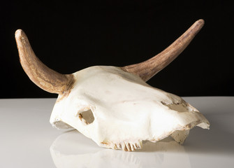 cow skull