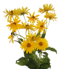Celebratory bouquet of summer decorative yellow flowers