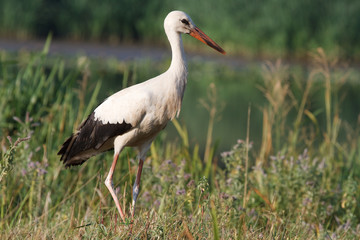 wild stork