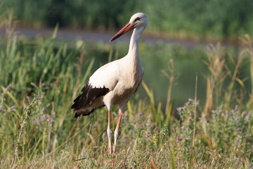 stork