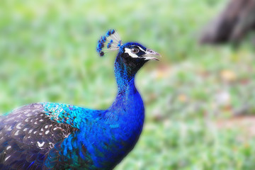 Obraz premium Peacock