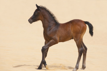 Arabian foal in desert