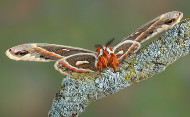 Cecropia moth on branch