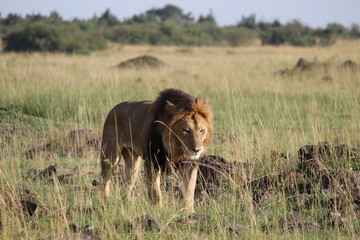 ケニアマサイマラ　王者ライオン