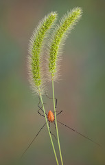 Daddy long legs on foxtail