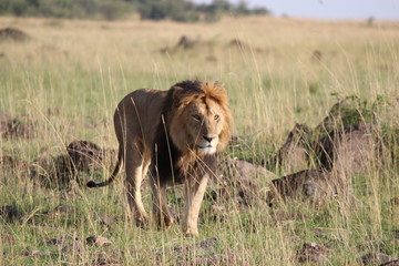 ケニアマサイマラ　悠然と歩くライオン