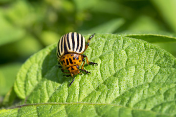 Dorifora delle patate (Leptinotarsa decemlineata)