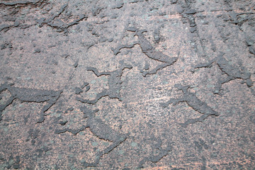 Rock paintings (petroglyphs) of Zalavruga. Deers