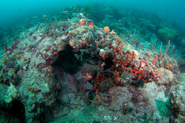 Reef ledge in warm south Florida waters.