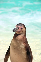 an isolated penguin with a blue sea behind