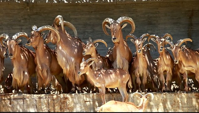 Barbary Sheep grazing on grass - Ammotragus lervia. Madrid Zoo