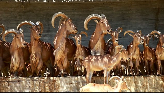 Barbary Sheep grazing on grass - Ammotragus lervia. Madrid Zoo
